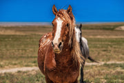 Majestic Wild Mustang Wall Art - Chestnut Horse Photography - Western Wilderness Decor