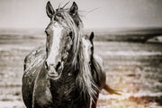 Wild Horse Canvas Art 'Ancient Soul' - Monochrome Mustang Portrait - Western Wall Decor