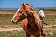 Sunlit Mustang Wall Art - Chestnut Horse with Flowing Mane - Western Wildlife Photography