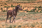 Wild Mustang Wall Art 'Freedom Run' - Dark Horse Photography Print - Western Desert Landscape Decor