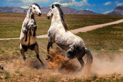 Dappled Mustangs Rising - Wild Horse Confrontation Art - Dramatic Western Landscape Photography
