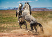 Wild Mustang Wall Art - 'Primal Dance' - Gray Horse Photography Print - Western Mountain Decor