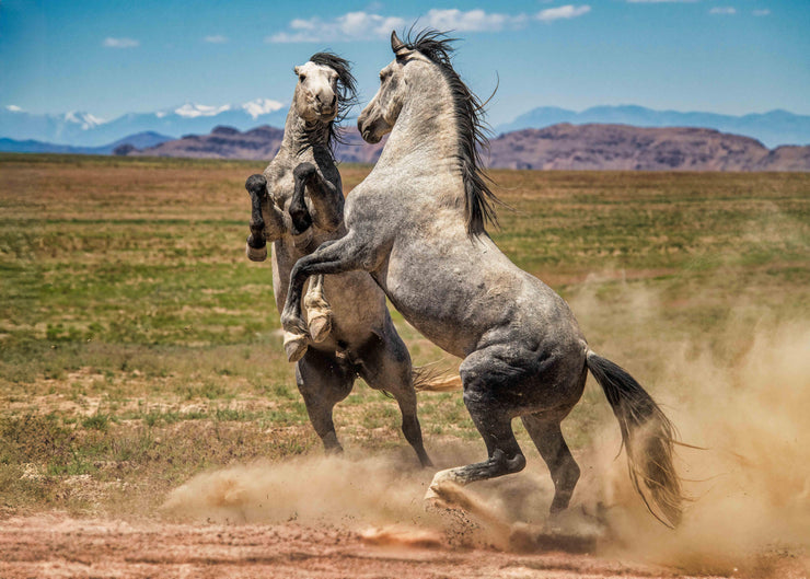 Wild Mustang Wall Art - 'Primal Dance' - Gray Horse Photography Print - Western Mountain Decor