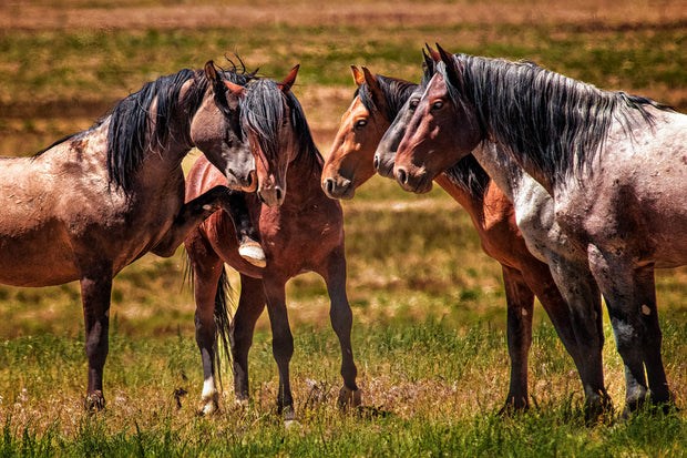 Wild Mustang Photography Art - 'Silent Council' - Horse Wall Art Canvas Print - Western Decor