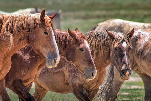 Wild Horse Photography - 'Unspoken Bond' - Western Wall Art - Mustang Herd Canvas Print