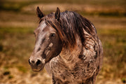 Wild Horse Photography Wall Art 'Sunlit Sentinel' - Dappled Mustang Portrait - Western Decor