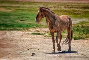 Wild Mustang Wall Art - 'Vigilant Spirit' - Horse Photography Print - Western Wilderness Decor