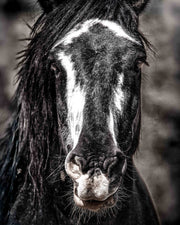 Striking Wild Horse Portrait - Black and White Mustang Canvas - Dramatic Equine Wall Art