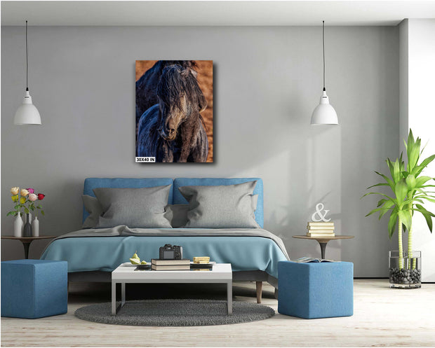 Midnight Stallion Canvas Art - Wild Horse Close-Up - Rustic Western Wildlife Photography