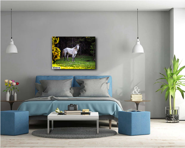 Forest Guardian - White Wild Horse Canvas Art - Wilderness Mustang Photography Print