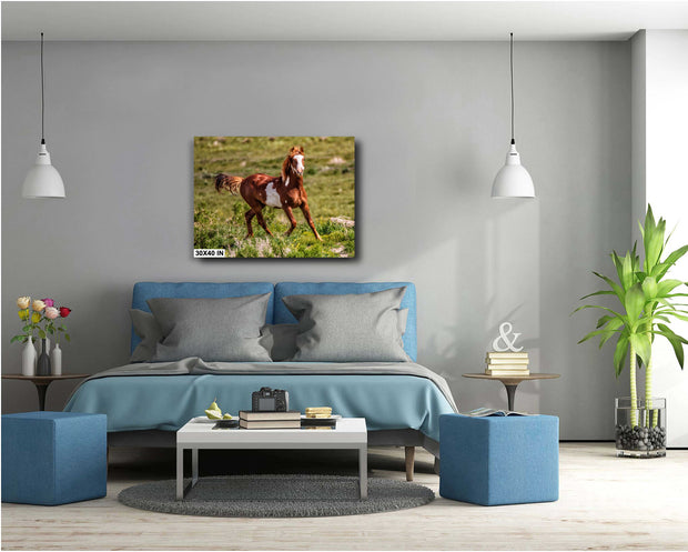 Chestnut Pinto Mustang - Wild Horse Photography - Western Landscape Art - Freedom in Motion