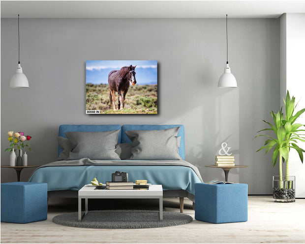 Majestic Wild Mustang Wall Art - American West Horse Photography - Rustic Home Decor