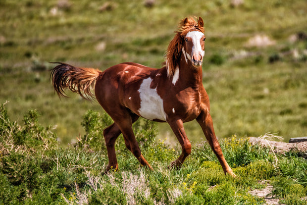 Chestnut Pinto Mustang - Wild Horse Photography - Western Landscape Art - Freedom in Motion