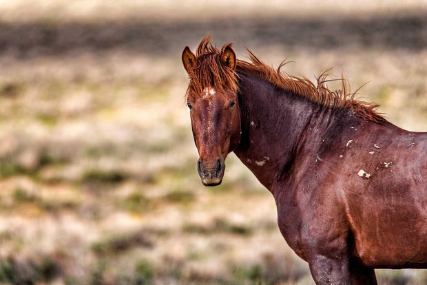 Wild Mustang Photography 'Copper Dawn' - Rustic Western Horse Wall Art - Canvas Print Home Decor
