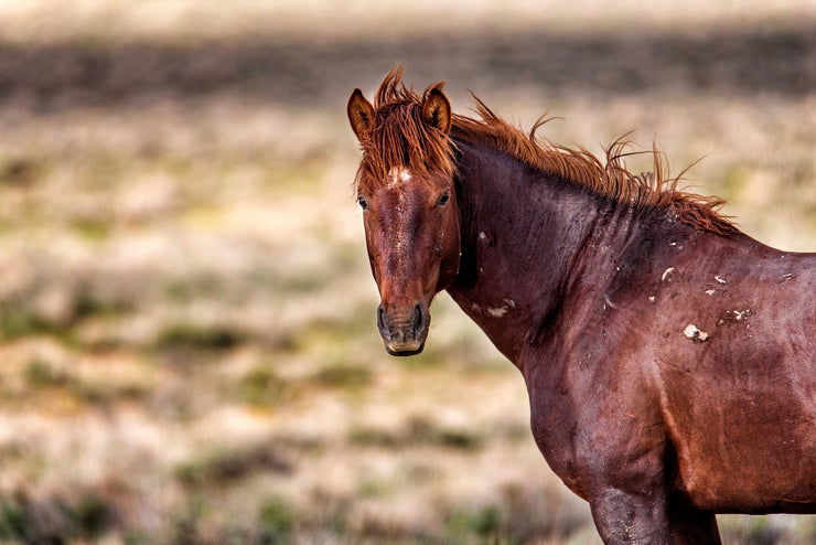 Wild Mustang Photography 'Copper Dawn' - Rustic Western Horse Wall Art - Canvas Print Home Decor