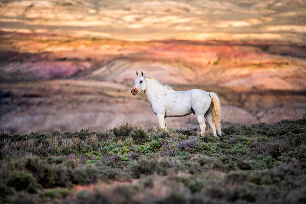 Ethereal White Mustang Art - Wild Horse on Painted Badlands - Sunset Wildlife Photography