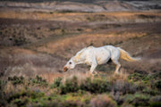 White Mustang Photography - 'Desert Ghost' - Wild Horse Canvas Print - Western Landscape Art