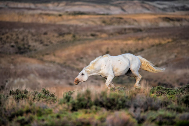 White Mustang Photography - 'Desert Ghost' - Wild Horse Canvas Print - Western Landscape Art