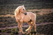Amber Glow Palomino - Wild Horse Photography - Rustic Western Wall Art Decor