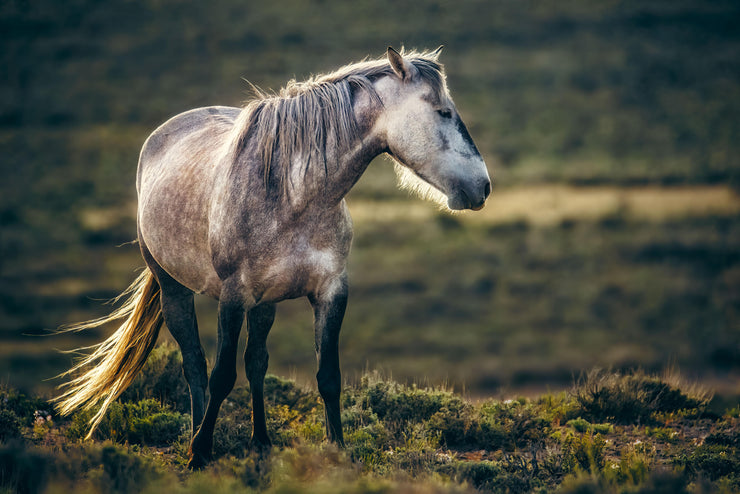 Wild Horse Wall Art 'Dusk Guardian' - Dappled Grey Mustang Photography - Western Decor Print