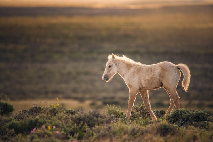 Wild Horse Photography - Golden Dawn Palomino - Western Prairie Landscape - Mustang Foal Art