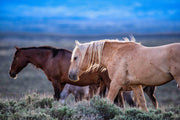 Wild Mustang Photography - 'Dusk Wanderers' - Western Horse Wall Art - Canvas Print Home Decor