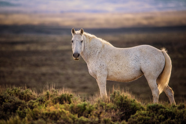 Prairie Ghost - White Mustang Canvas Art - Wild Horse Photography - Western Sunset Decor