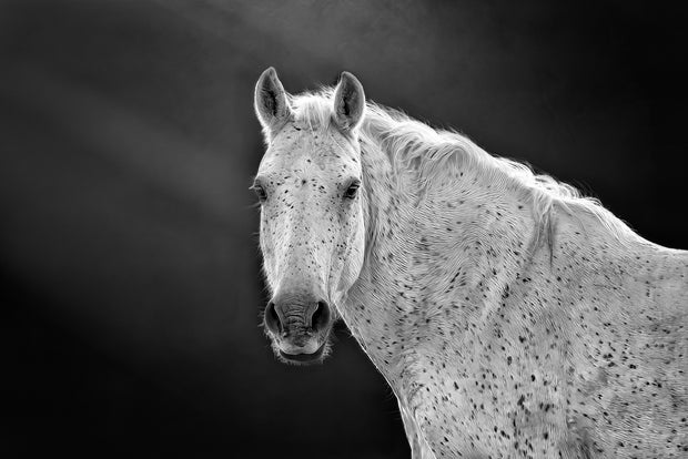 Dappled Elegance - Black and White Appaloosa Horse Photography - Equine Wall Art