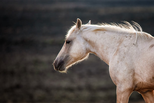 White Horse Wall Art - 'Dawn Whisper' - Equine Photography Canvas Print - Fine Art Home Decor