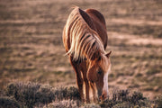 Wild Horse Photography Wall Art - 'Amber Dusk Grazing' - Western Decor Canvas Print