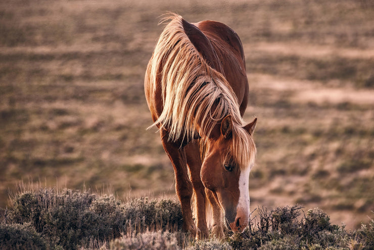 Wild Horse Photography Wall Art - 'Amber Dusk Grazing' - Western Decor Canvas Print