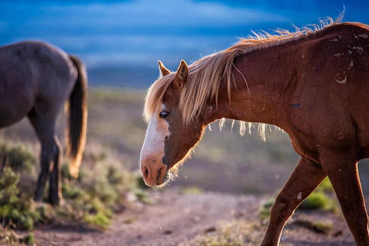 Wild Mustang Wall Art 'Dusk Wanderer' - Chestnut Horse with White Blaze - Western Decor