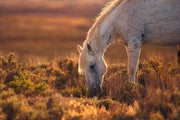 Wild Horse Photography - 'Amber Dusk' - Dappled Mustang Grazing - Western Wall Art Decor