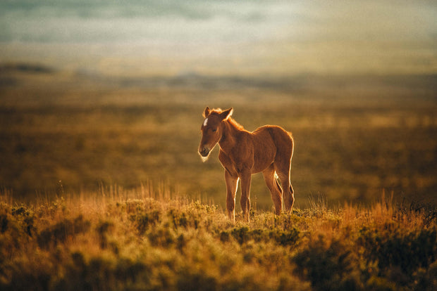 Wild Horse Wall Art - 'Sunset Solitude' - Mustang Foal Canvas Print - Western Photography Decor