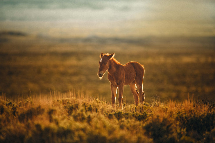 Wild Horse Wall Art - 'Sunset Solitude' - Mustang Foal Canvas Print - Western Photography Decor