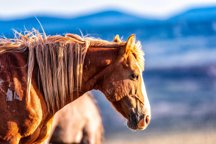 Wild Horse Photography Wall Art - 'Mountain Sentinel' - Chestnut Mustang Canvas Print Western Decor