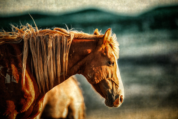 Sunlit Chestnut Mustang Canvas Art - Wild Horse Profile Photography - Rustic Western Decor