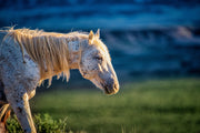 Dusk Light Wild Horse Photography - Speckled White Mustang Art - Western Wildlife Canvas