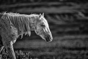 Weathered Spirit - Wild Horse Black and White Photography - Monochrome Mustang Wall Art