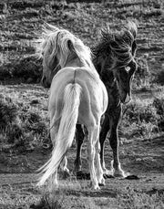 Wild Horse Contrast Black and White Canvas Print - Wind Tossed Manes - Western Art Decor