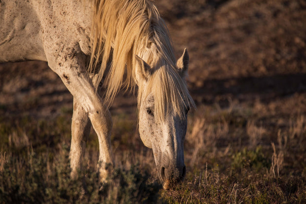 Wild Horse Photography - 'Sunset Grazing' - Cream Mustang Wall Art - Western Wilderness Decor