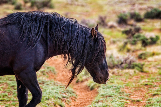 Raven Black Mustang Art - Wild Horse Photography - Rugged Western Landscape Wall Decor