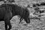 Rugged Spirit Wild Horse Art - Black and White Mustang Photography - Western Wilderness Decor