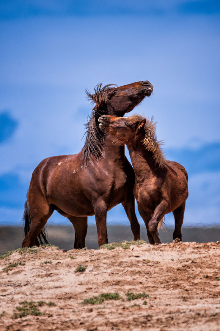 Wild Mustang Wall Art 'Eternal Bond' - Brown Horse Photography Print - Western Decor