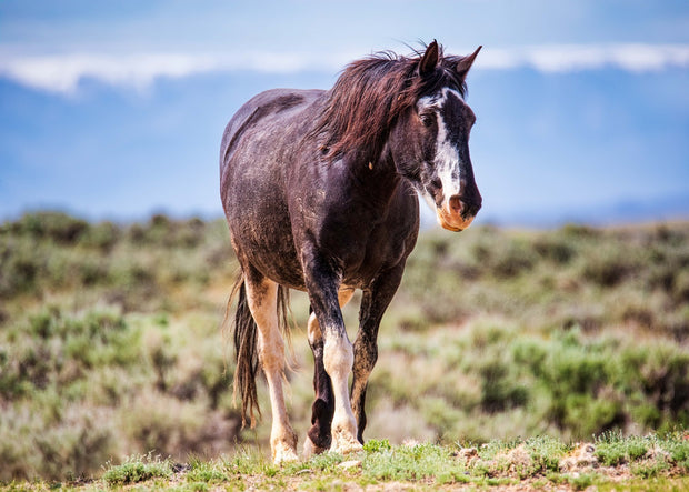 Majestic Wild Mustang Wall Art - American West Horse Photography - Rustic Home Decor