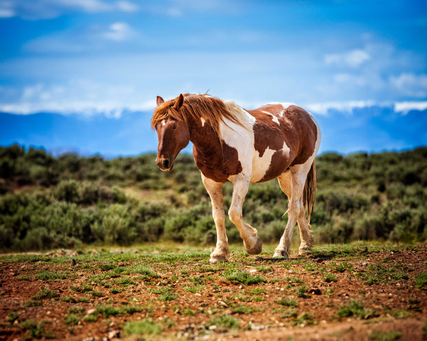 Wild Pinto Mustang Photography - 'Boundless Freedom' - Western Horse Wall Art - Rustic Decor