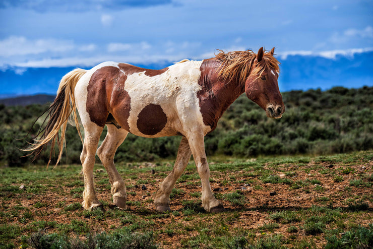 Wild Mustang Wall Art 'Desert Sentinel' - Pinto Horse Photography Print - Western Decor