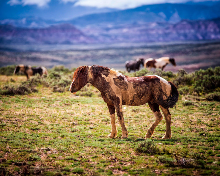 Wild Mustang Photography 'Desert Sentinel' - Western Horse Wall Art - Pinto Mustang Decor