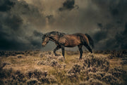 Untamed Glory - Wild Mustang Wall Art - Stormy Prairie Photography - Western Home Decor