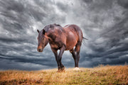 Untamed Spirit - Wild Horse Photography Against Dramatic Storm Clouds - Western Wall Art